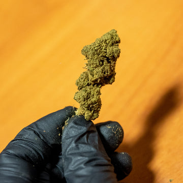 CBD INTERIOR CANDY KUSH