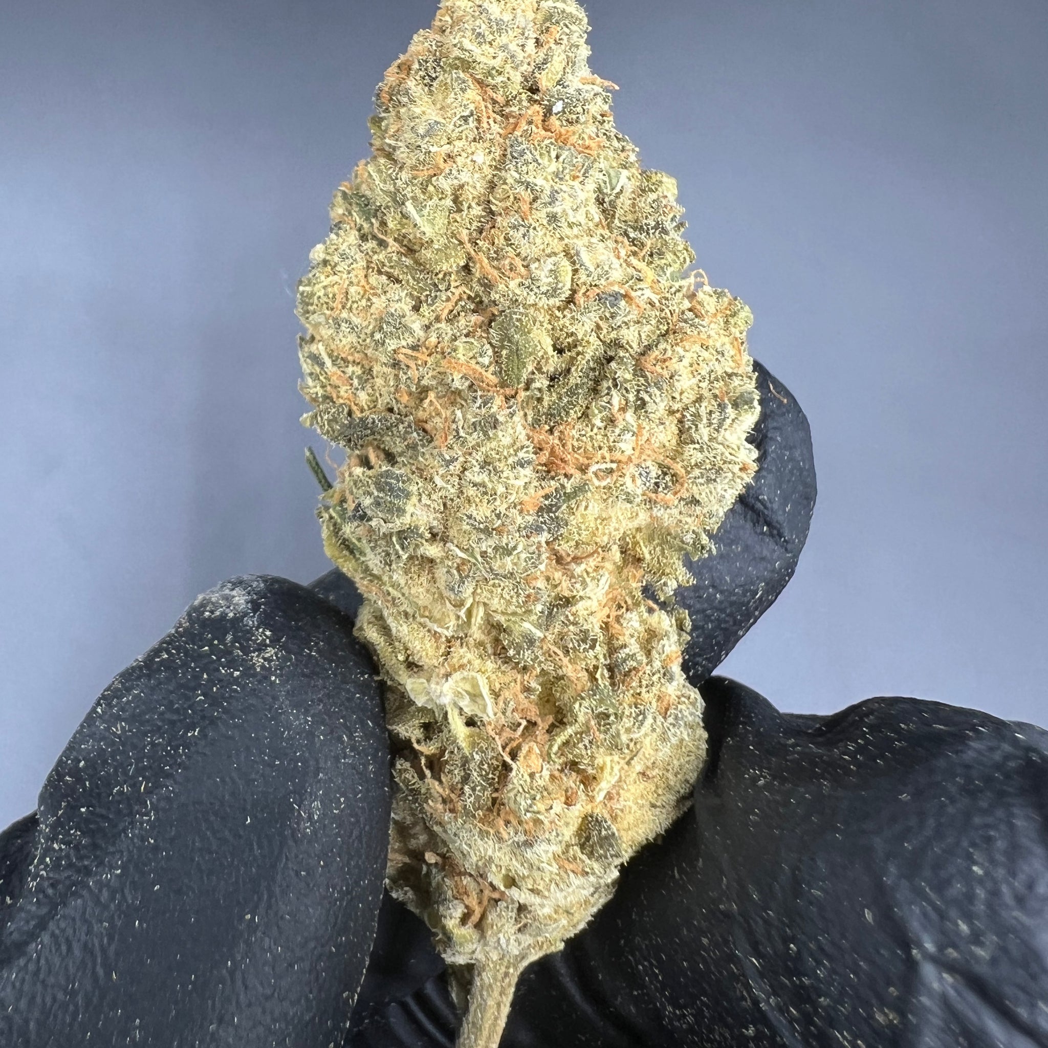 CBD INTERIOR LEMON 25%